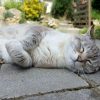 Images de profil de Angèle - Blooming Pets - Petsitting et garde d'animaux à domicile