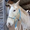 Images de profil de Angèle - Blooming Pets - Petsitting et garde d'animaux à domicile
