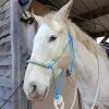 Images de profil de Angèle - Blooming Pets - Petsitting et garde d'animaux à domicile