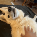 Niti   Berger Blanc Suisse Femelle - Garde d'animaux à domicile