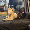 Images de profil de Ny Ando - Blooming Pets - Petsitting et garde d'animaux à domicile
