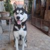 Images de profil de Ny Ando - Blooming Pets - Petsitting et garde d'animaux à domicile