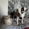 Images de profil de Celia - Blooming Pets - Petsitting et garde d'animaux à domicile