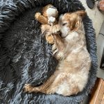 Iloa   Setter Anglais Femelle - Garde d'animaux à domicile