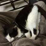 Cannelle   European Shorthair (Européen) Femelle - Garde d'animaux à domicile