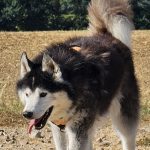 Arko   Samoyède Mâle - Garde d'animaux à domicile