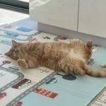 Felix Felix Chat de gouttière (Commun) Mâle stérilisé - Garde d'animaux à domicile