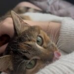 Charlize   Chat de gouttière (Commun) Femelle - Garde d'animaux à domicile