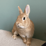 Hazelnut   Nain Femelle - Garde d'animaux à domicile