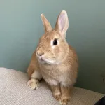 Hazelnut Hazelnut Nain Femelle - Garde d'animaux à domicile