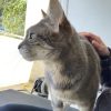Images de profil de Mélissa - Blooming Pets - Petsitting et garde d'animaux à domicile
