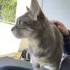Images de profil de Mélissa - Blooming Pets - Petsitting et garde d'animaux à domicile