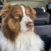 Images de profil de Mélissa - Blooming Pets - Petsitting et garde d'animaux à domicile