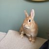 Images de profil de Mélissa - Blooming Pets - Petsitting et garde d'animaux à domicile