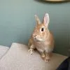 Images de profil de Mélissa - Blooming Pets - Petsitting et garde d'animaux à domicile