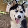 Images de profil de Mélissa - Blooming Pets - Petsitting et garde d'animaux à domicile