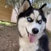 Images de profil de Mélissa - Blooming Pets - Petsitting et garde d'animaux à domicile