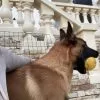 Images de profil de Mélissa - Blooming Pets - Petsitting et garde d'animaux à domicile