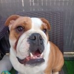 Paupiette   Bouledogue Anglais Femelle - Garde d'animaux à domicile