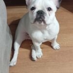 Victoire   Bouledogue Français Femelle - Garde d'animaux à domicile
