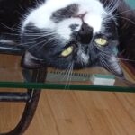 Sheldon Cooper   European Shorthair (Européen) Mâle stérilisé - Garde d'animaux à domicile