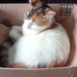 Penny   European Shorthair (Européen) Femelle stérilisée - Garde d'animaux à domicile