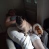 Images de profil de Marylène - Blooming Pets - Petsitting et garde d'animaux à domicile