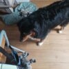 Images de profil de Marylène - Blooming Pets - Petsitting et garde d'animaux à domicile