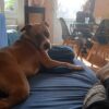 Images de profil de Marylène - Blooming Pets - Petsitting et garde d'animaux à domicile