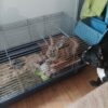 Images de profil de Marylène - Blooming Pets - Petsitting et garde d'animaux à domicile
