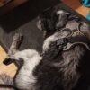 Images de profil de Marylène - Blooming Pets - Petsitting et garde d'animaux à domicile