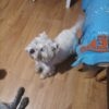Images de profil de Marylène - Blooming Pets - Petsitting et garde d'animaux à domicile