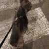 Images de profil de Marylène - Blooming Pets - Petsitting et garde d'animaux à domicile