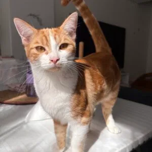 Image de profil de Mathilde - Blooming Pets - Petsitting et garde d'animaux à domicile