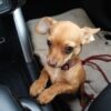 Images de profil de Olivia - Blooming Pets - Petsitting et garde d'animaux à domicile
