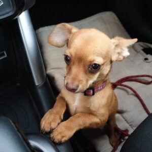 Images de profil de Olivia - Blooming Pets - Petsitting et garde d'animaux à domicile