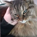 Zia   Chat de gouttière (Commun) Femelle - Garde d'animaux à domicile