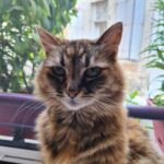 Corsica   Chat de gouttière (Commun) Femelle - Garde d'animaux à domicile