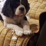 Igor   Cavalier King Charles Spaniel Mâle - Garde d'animaux à domicile