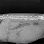 Soyeuse des Jolycoon   Maine Coon Femelle - Garde d'animaux à domicile