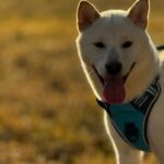 Vasko   Shiba Inu Mâle stérilisé - Garde d'animaux à domicile