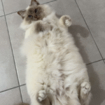 Rock   Sacré de Birmanie Mâle stérilisé - Garde d'animaux à domicile