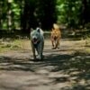 Images de profil de Léonie - Blooming Pets - Petsitting et garde d'animaux à domicile