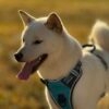Images de profil de Léonie - Blooming Pets - Petsitting et garde d'animaux à domicile