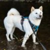 Images de profil de Léonie - Blooming Pets - Petsitting et garde d'animaux à domicile