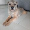 Images de profil de Amanda - Blooming Pets - Petsitting et garde d'animaux à domicile