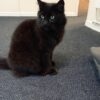 Images de profil de Amanda - Blooming Pets - Petsitting et garde d'animaux à domicile