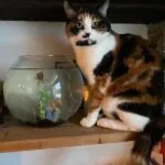 Moumoune   Abyssin Femelle - Garde d'animaux à domicile