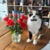 Images de profil de Marie - Blooming Pets - Petsitting et garde d'animaux à domicile