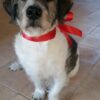 Images de profil de Amelie - Blooming Pets - Petsitting et garde d'animaux à domicile